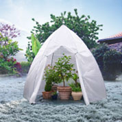 serre pour grandes plantes